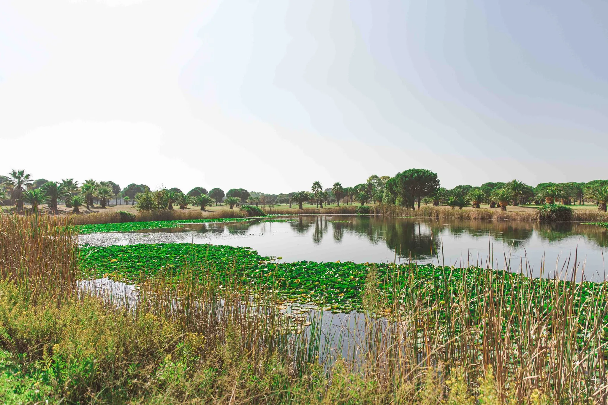 Barialto Golf Club — lago e green in Puglia